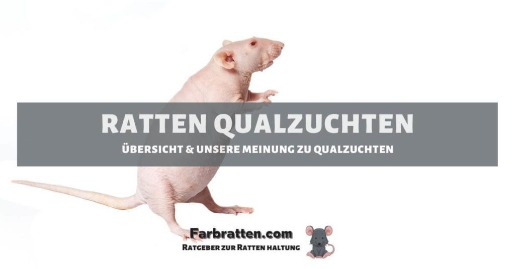 Ratten Qualzuchten - FB