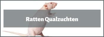 Ratten Qualzuchten - Hub