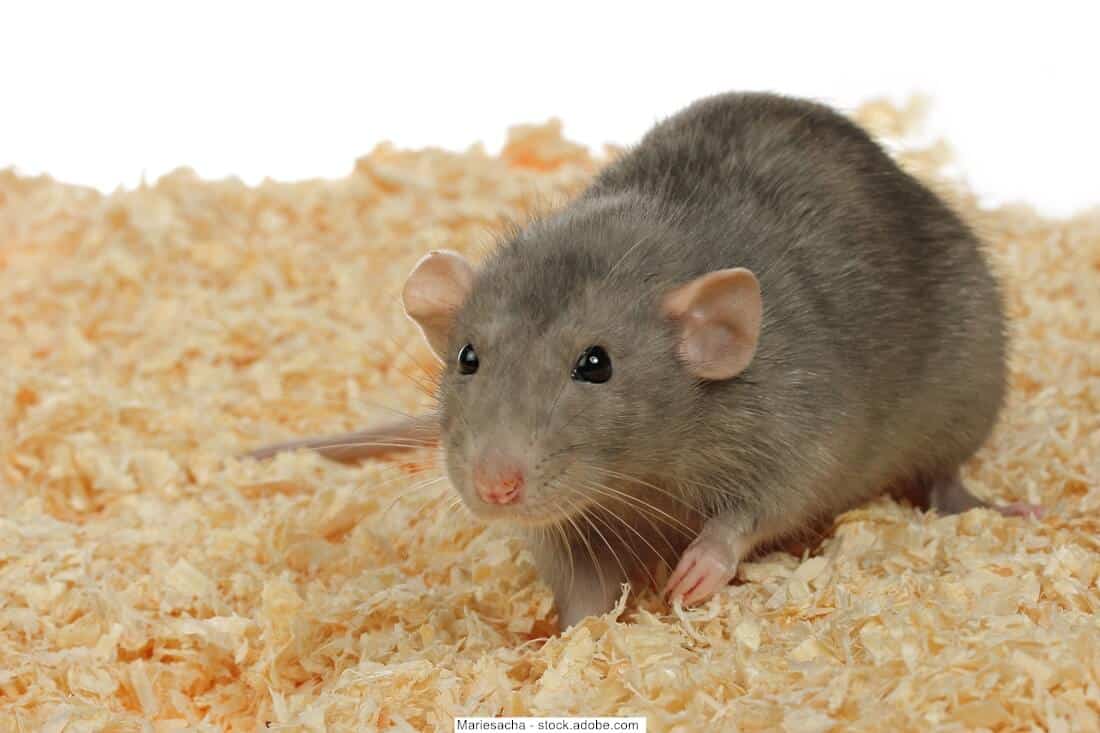 Ratten-Einstreu