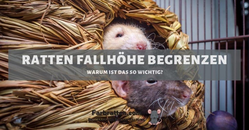 Fallhöhe für Ratten - Pin