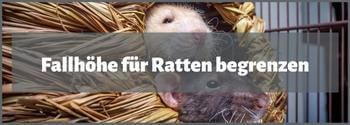 Fallhöhe für Ratten - Hub