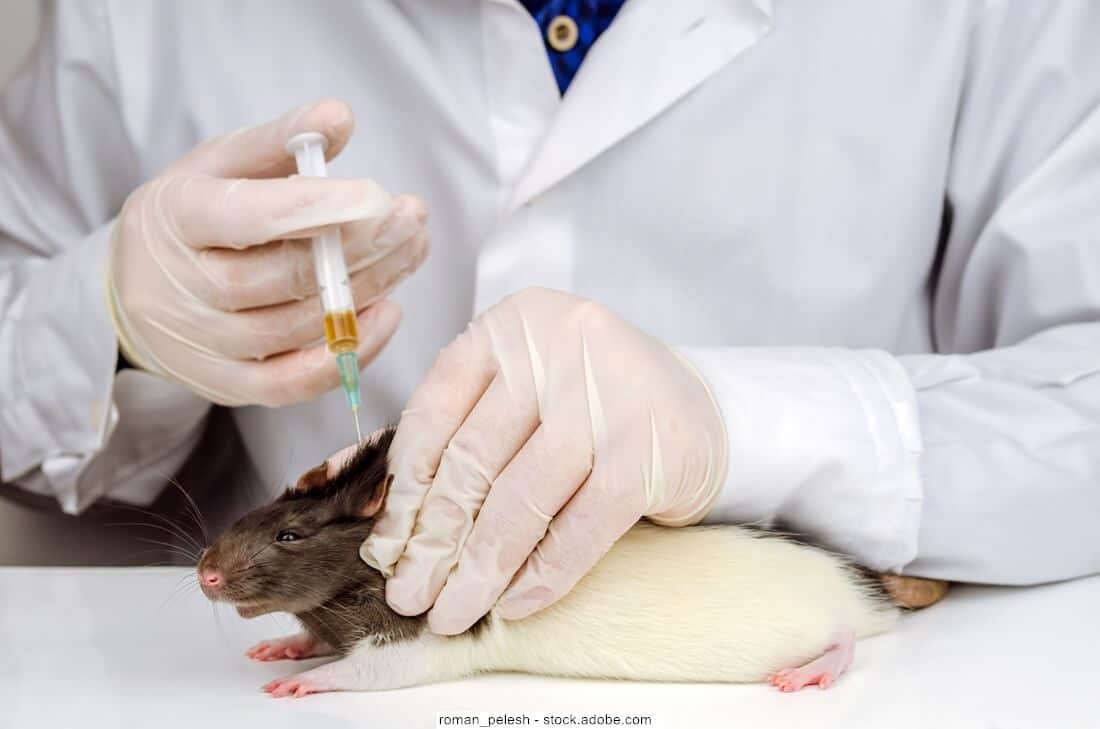 Ratte wird mit Spritze beim Tierarzt eingeschläfert
