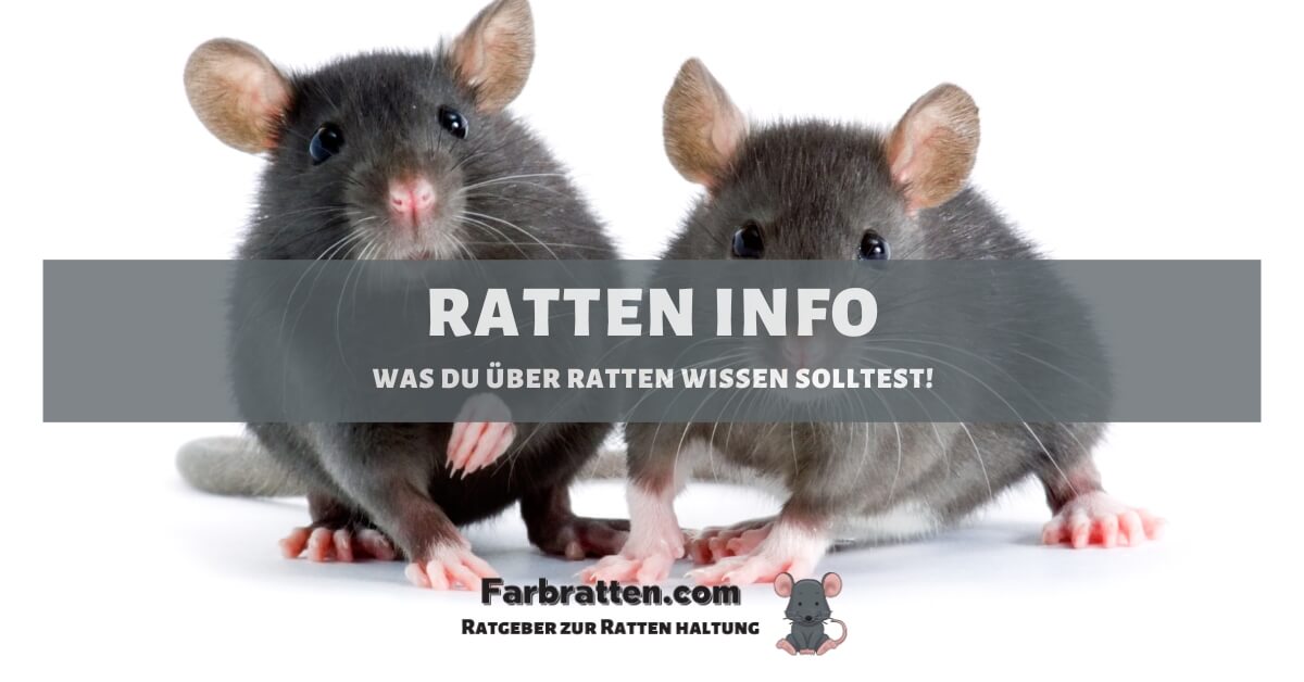 Ratten Info _ Steckbrief: Ratte – MTIVY