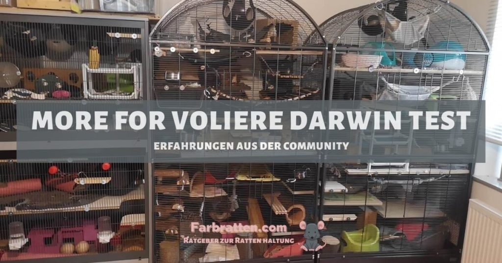 More For Voliere Darwin
