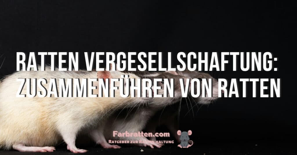 Ratten Vergesellschaftung - FB