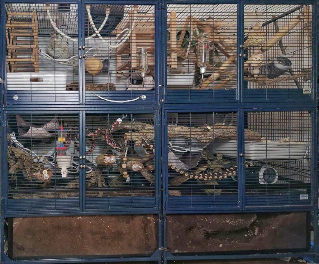 Bioaktiver Rattenkäfig in Savic Käfig