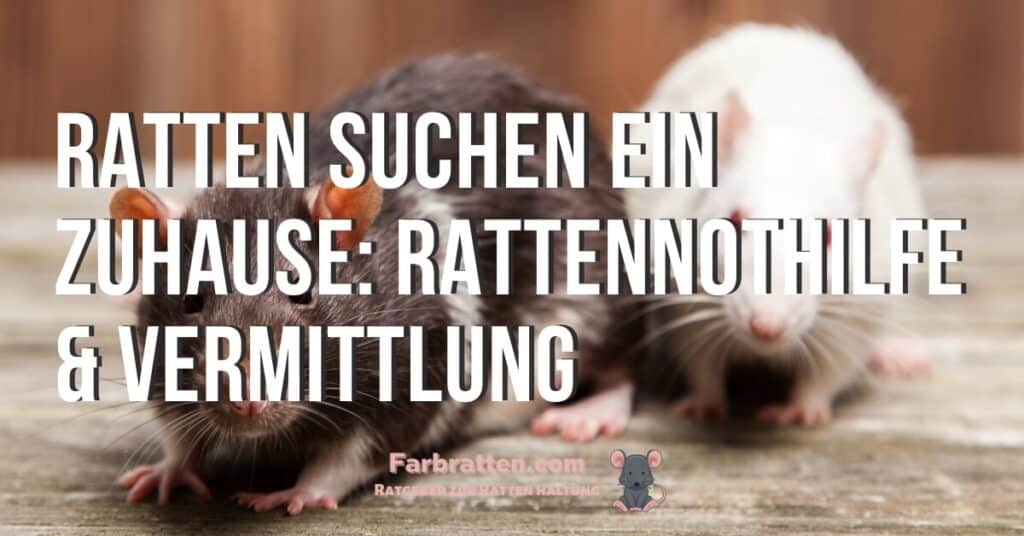 Ratten suchen ein Zuhause - FB