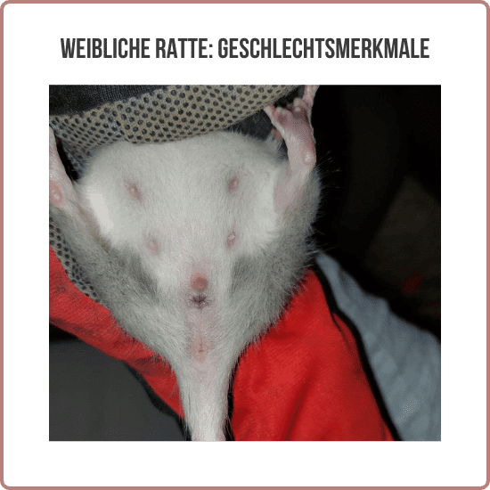 Weibliche Ratte Geschlechtsmerkmale - Farbratten.com
